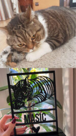 Gepersonaliseerd 3D huisdier in frame